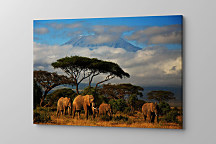 Obraz Slonia rodina slon slony elephant safari afrika family 